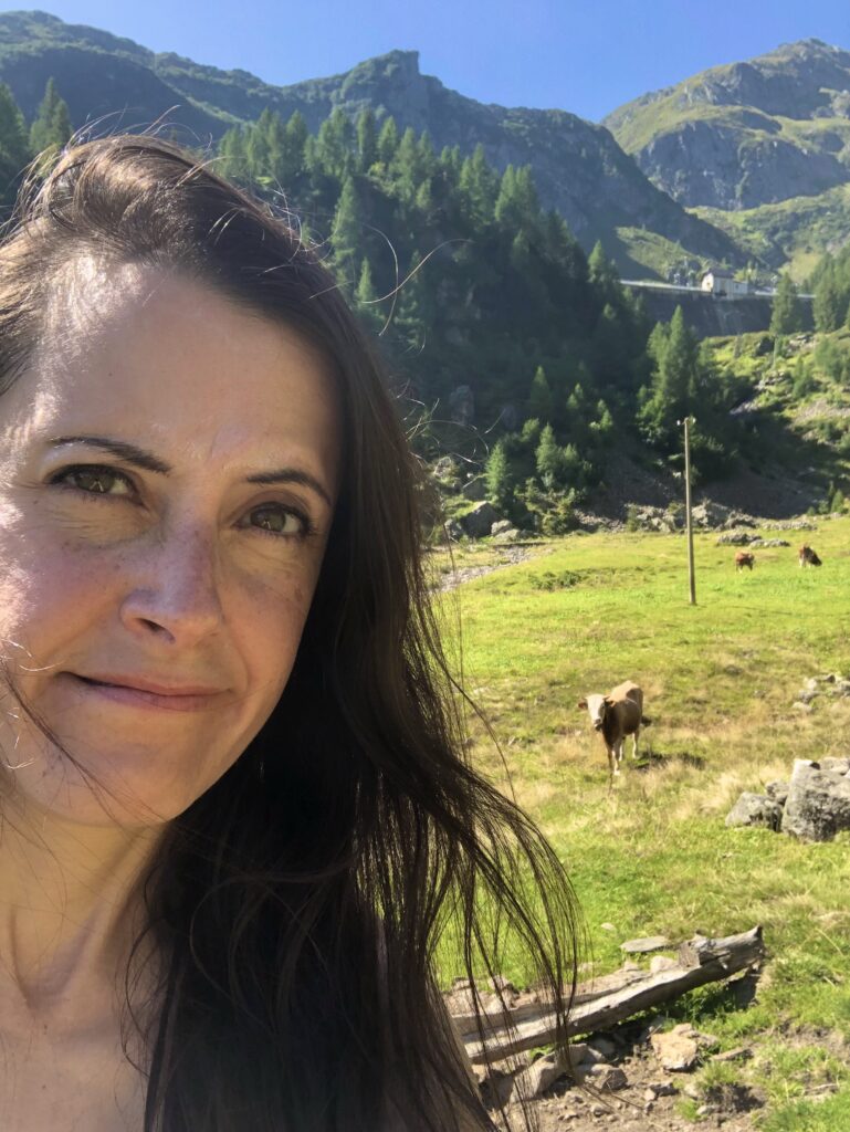 mucca in montagna